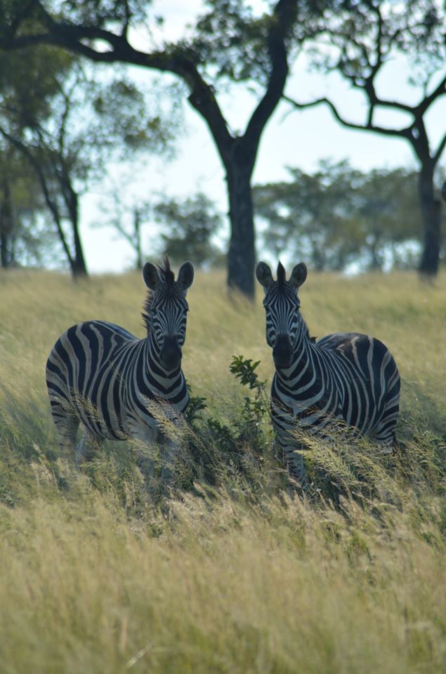 Kristen’s Bucket List Trip Pt. 1 – Go on a&nbsp;Safari