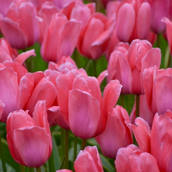 Euro(Road)Trip: Amsterdam