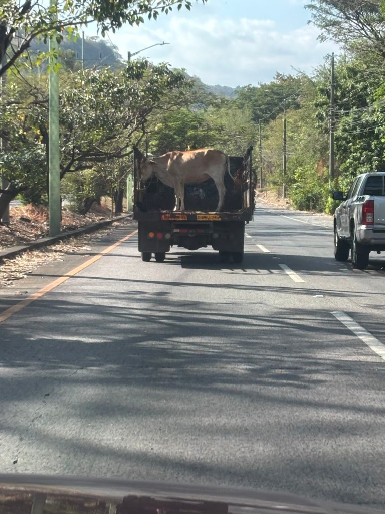 A cow standing on the back of a truck driving down a rural road surrounded by trees.